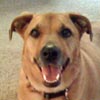 Rescue Dog